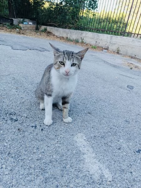 Micio Athos cerca casa  | Foto 4