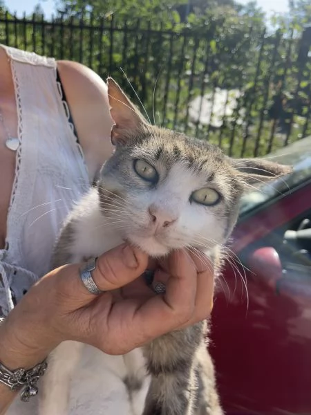 Micio Athos cerca casa  | Foto 2