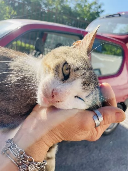 Micio Athos cerca casa 