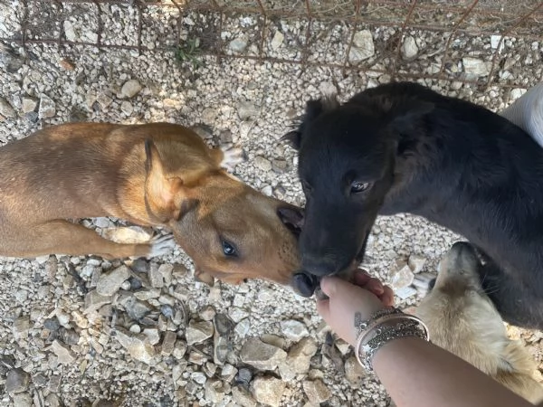 Mieko e Michela cercano casa  | Foto 4