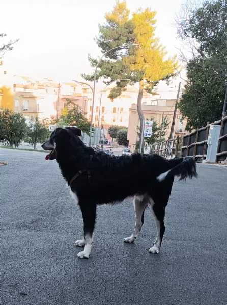 Balto cerca casa  | Foto 4