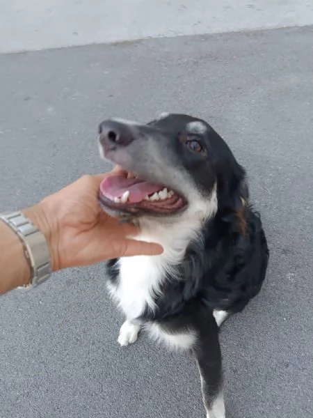 Balto cerca casa  | Foto 3