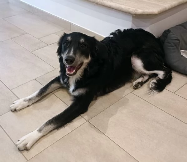 Balto cerca casa  | Foto 2