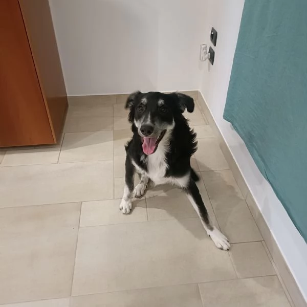 Balto cerca casa  | Foto 1