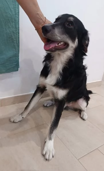 Balto cerca casa  | Foto 0