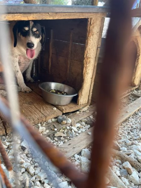 Paco 10 anni che aspetta  | Foto 4