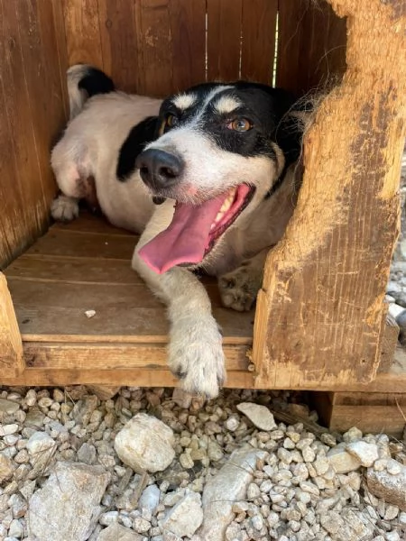 Paco 10 anni che aspetta  | Foto 3