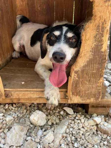 Paco 10 anni che aspetta 