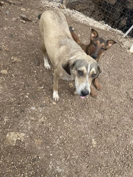 Pepito cerca casa  | Foto 2