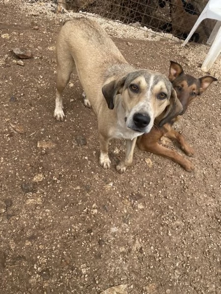 Pepito cerca casa  | Foto 1