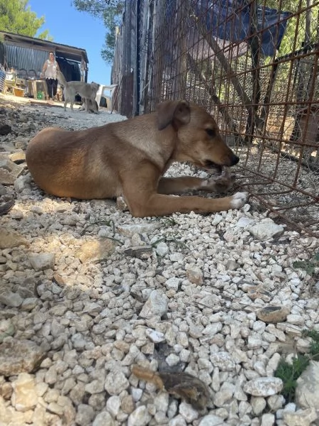 Cucciola Michela cerca casa  | Foto 4