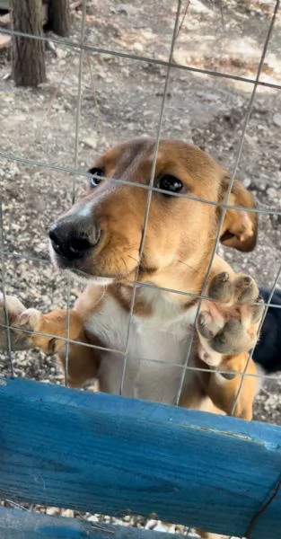 Cucciola Michela cerca casa  | Foto 3