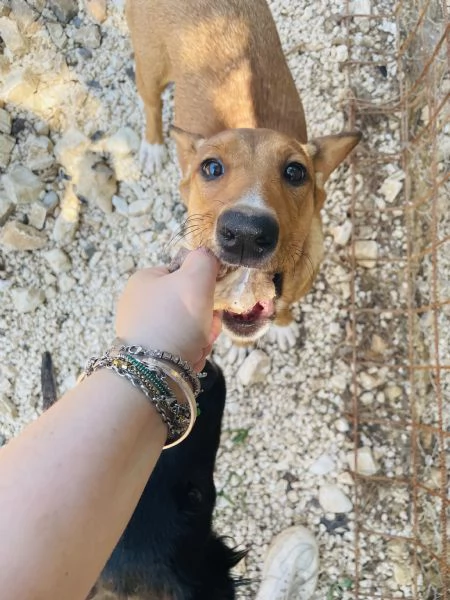 Cucciola Michela cerca casa  | Foto 2