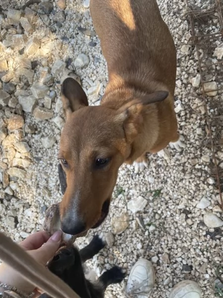 Cucciola Michela cerca casa  | Foto 1