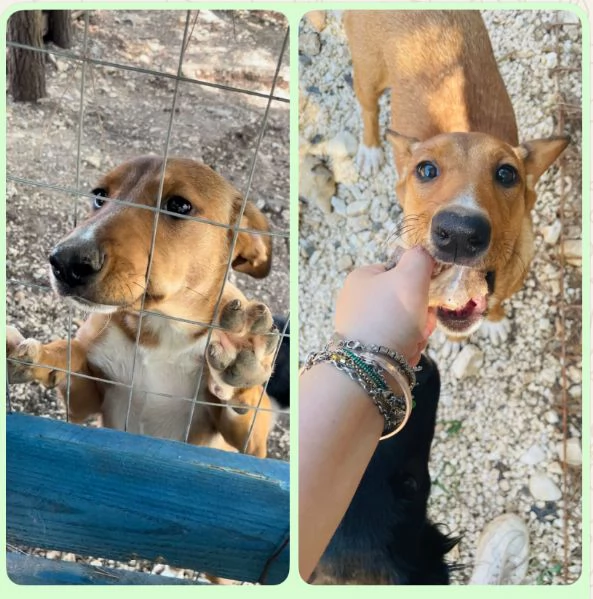 Cucciola Michela cerca casa 