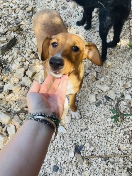 Cucciola Michela cerca casa  | Foto 0