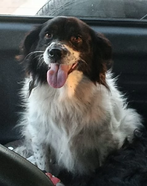 Salviamo nerina e Ciotolina  | Foto 0