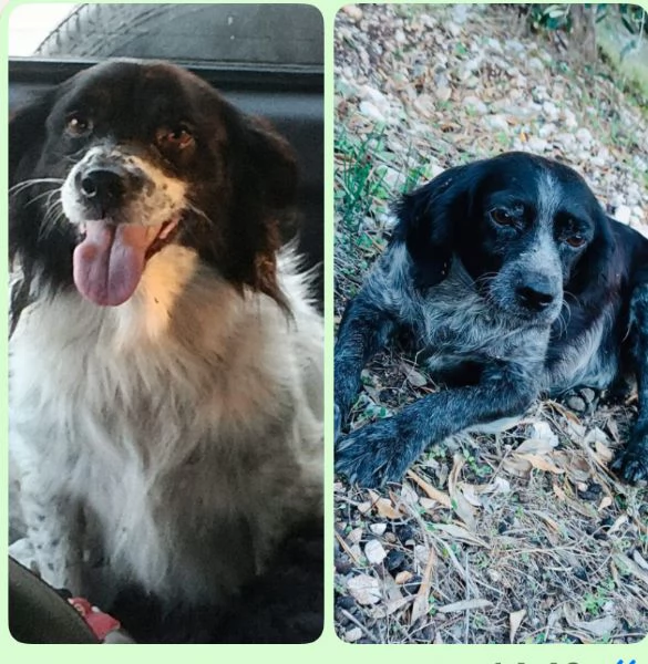 Salviamo nerina e Ciotolina 