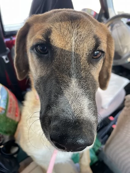 Salviamo Mafalda  | Foto 6