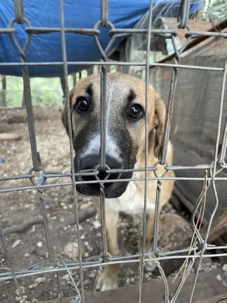 Salviamo Mafalda  | Foto 2