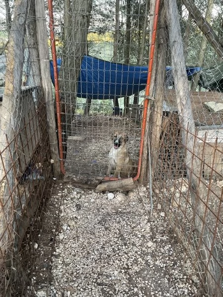 Salviamo Mafalda  | Foto 1