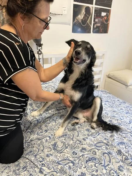 BALTO cerca casa  | Foto 3