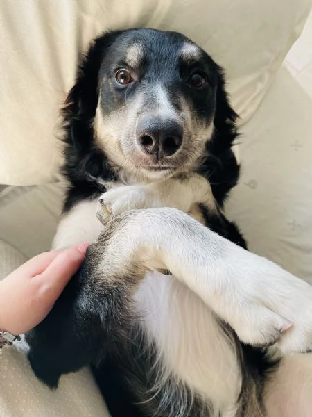 BALTO cerca casa  | Foto 1