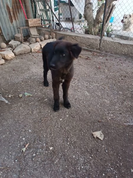 Cucciolo Teddy cerca casa  | Foto 4