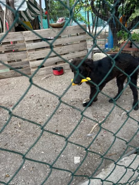 Cucciolo Teddy cerca casa  | Foto 3