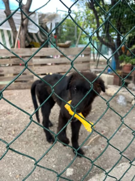 Cucciolo Teddy cerca casa 