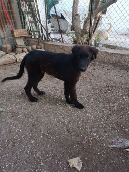 Cucciolo Teddy cerca casa  | Foto 1