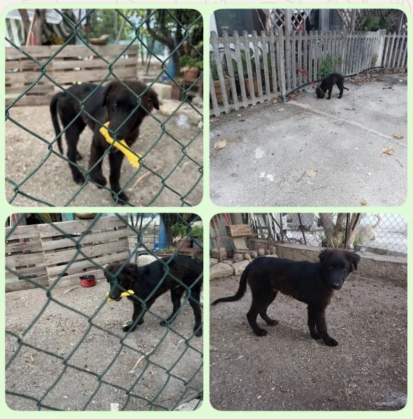 Cucciolo Teddy cerca casa  | Foto 0