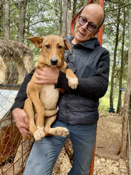 Cucciola cerca casa  | Foto 3