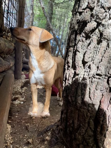 Cucciola cerca casa  | Foto 2