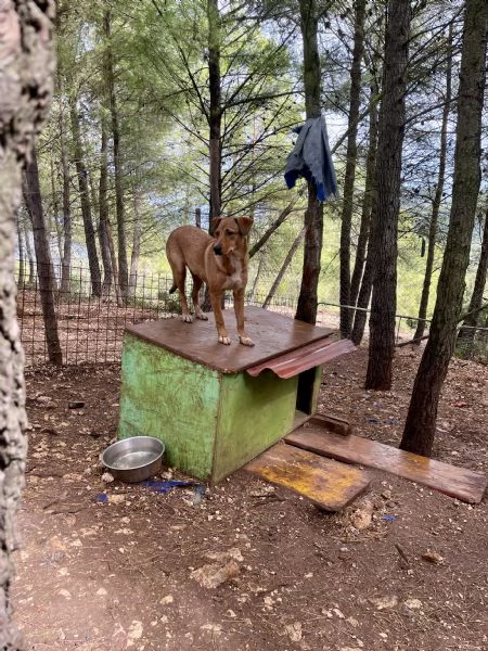 Cucciola cerca casa  | Foto 1