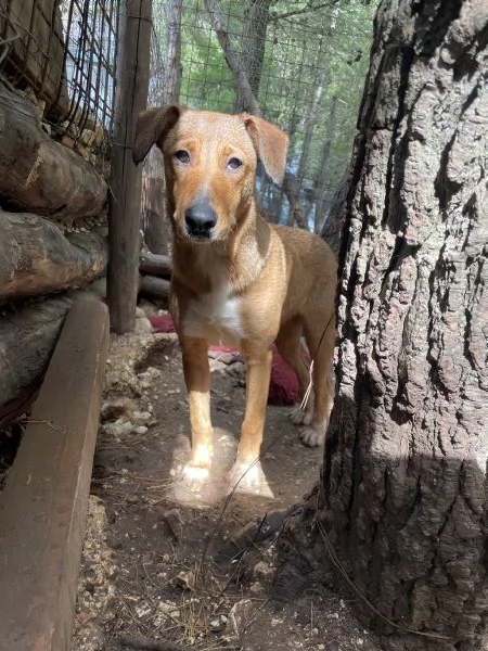 Cucciola cerca casa  | Foto 0