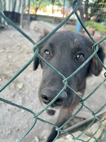 Cucciolo Teddy  | Foto 3