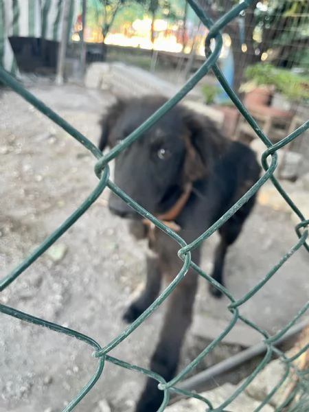 Cucciolo Teddy  | Foto 2