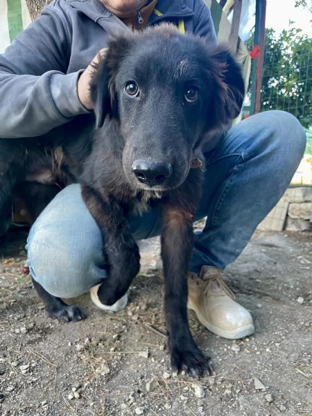 Cucciolo Teddy  | Foto 1