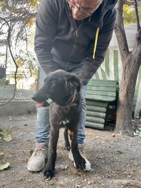 Cucciolo Teddy  | Foto 0