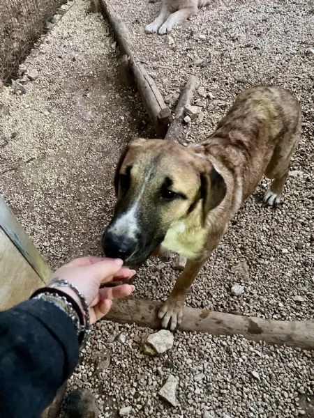 Mafalda merita una casa  | Foto 6