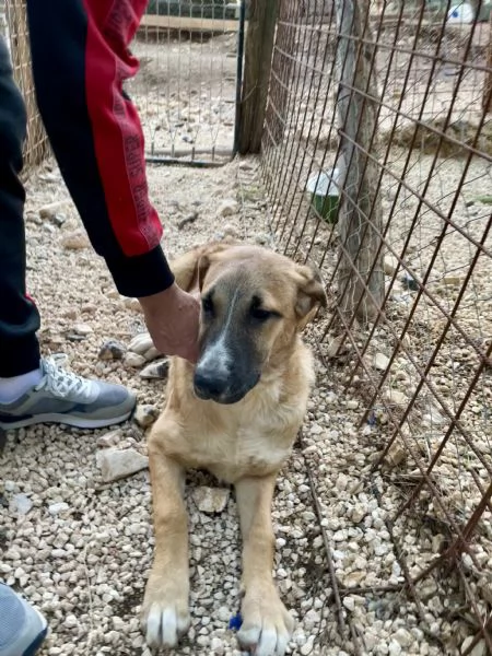 Mafalda merita una casa  | Foto 4
