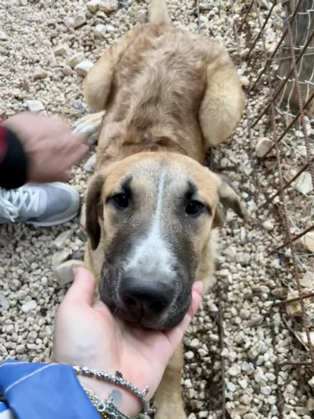 Mafalda merita una casa  | Foto 2