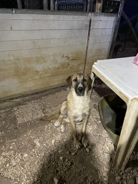 Mafalda merita una casa  | Foto 0