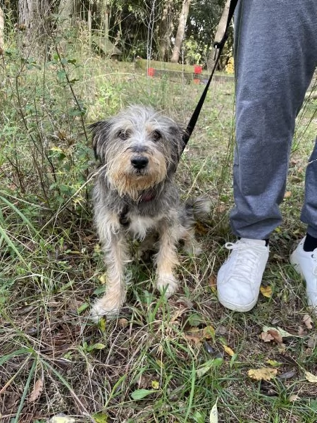 Alice simil Yorkshire 10 anni