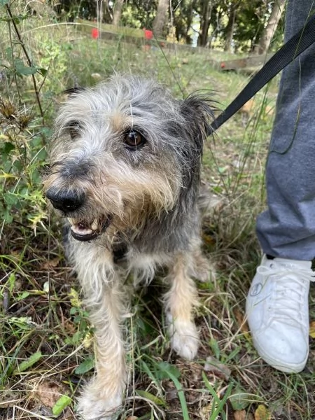 Alice simil Yorkshire 10 anni | Foto 1