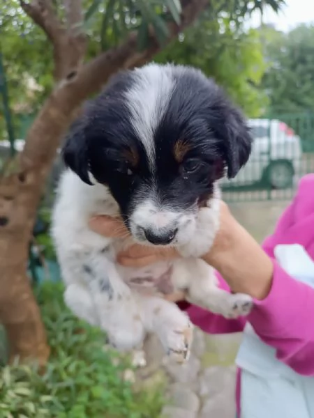 Cucciola Dory cerca casa  | Foto 3