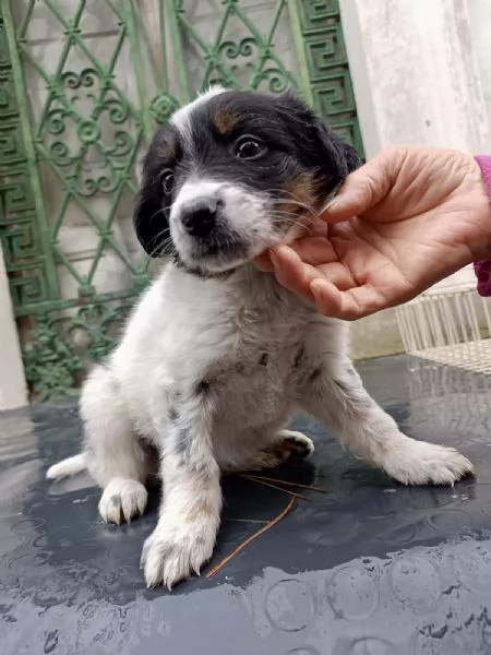 Cucciola Dory cerca casa 