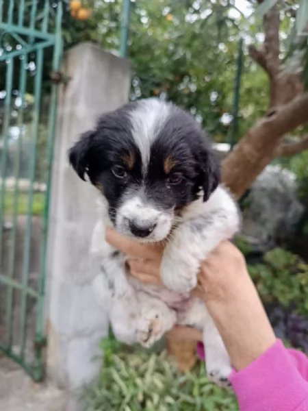 Cucciola Dory cerca casa  | Foto 1