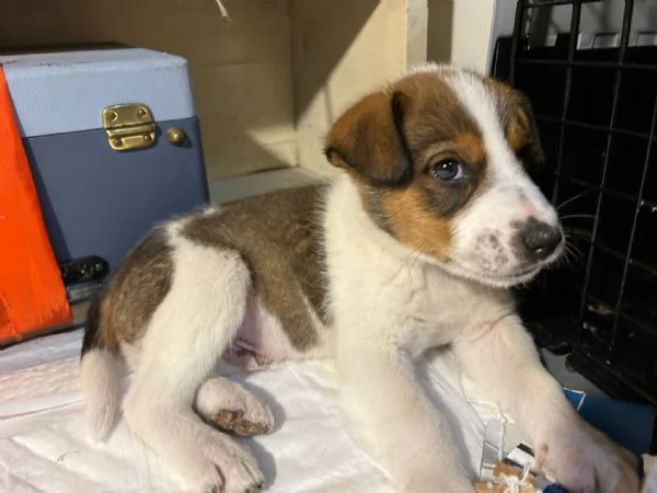 Cucciolo cerca casa  | Foto 0